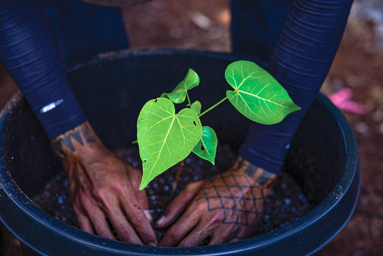 Treecovery restoring native plants to Lahaina and Upcountry Maui